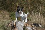 BOULEDOGUE FRANCAIS 332